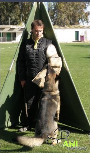 adiestramiento canino, enfrentamiento